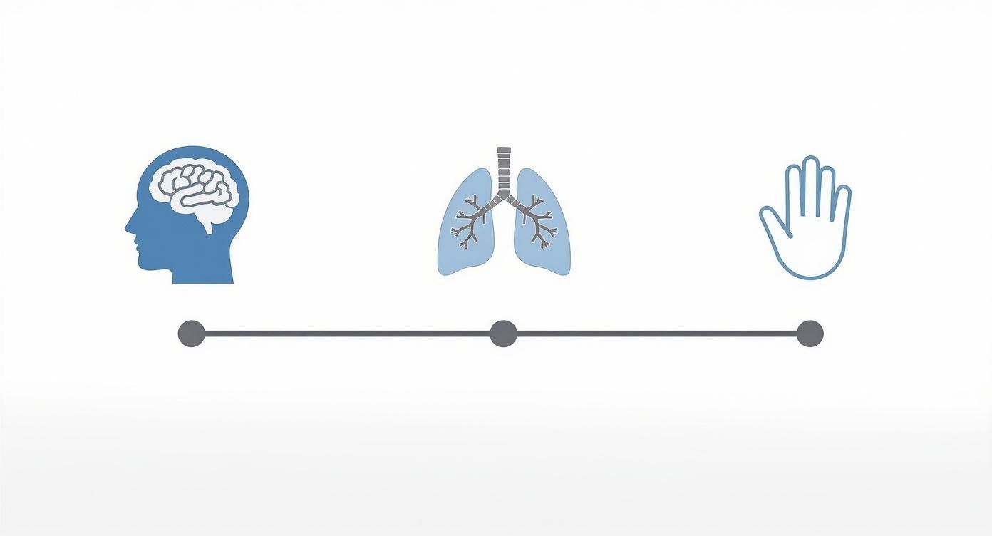 Icônes du cerveau, des poumons et d'une main sur une ligne, symbolisant les systèmes corporels humains.