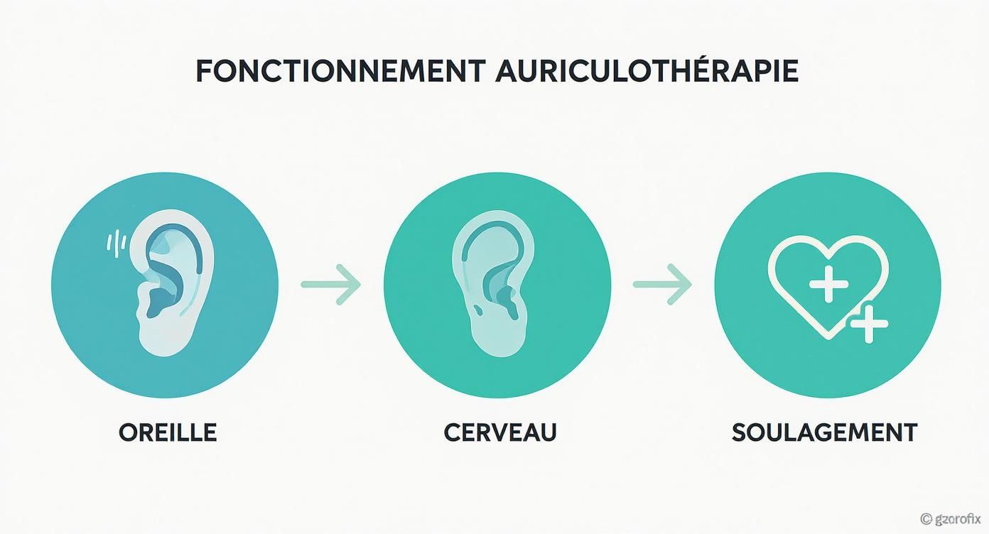 Infographie illustrant le fonctionnement de l'auriculothérapie, montrant un flux de l'oreille au cerveau, puis au soulagement.