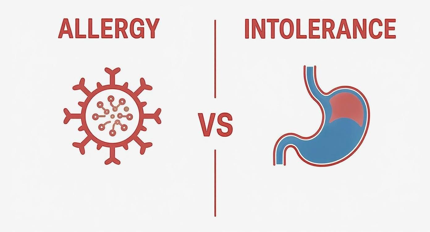Visual comparison diagram showing allergy immune response versus intolerance digestive system illustration