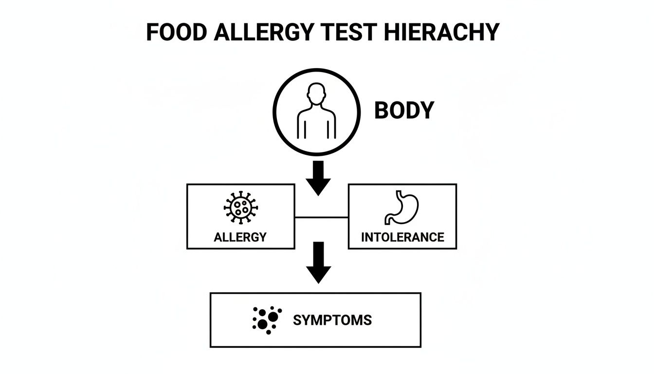 A diagram illustrating the food allergy test hierarchy, showing the body leading to allergy or intolerance, both resulting in symptoms.