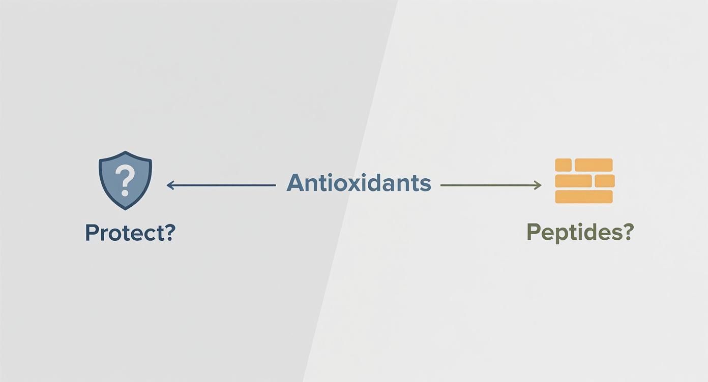 A diagram asking about the protective role of antioxidants and the function of peptides.