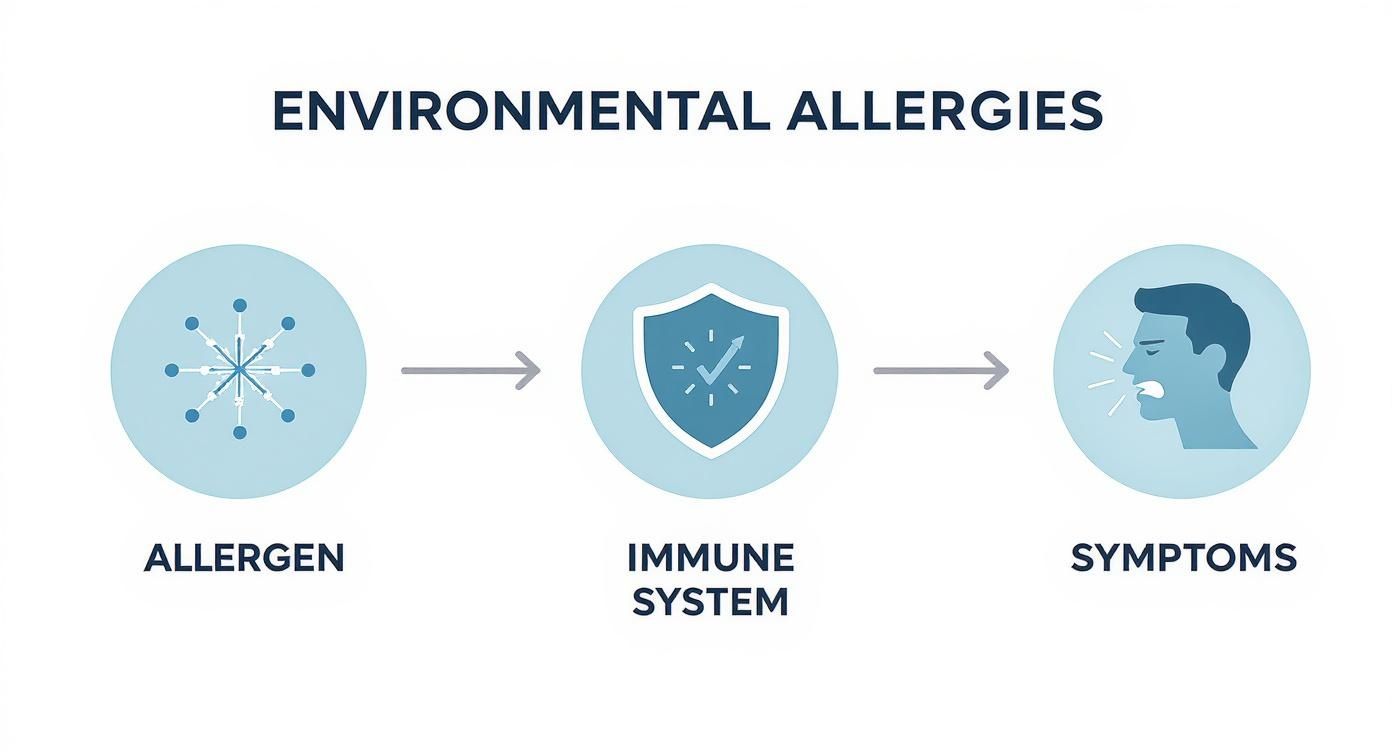 A flowchart showing how environmental allergies work: allergen triggers the immune system, causing symptoms.