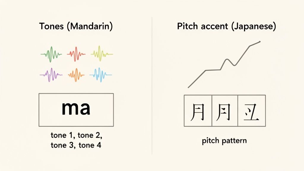 Visual comparison showing Mandarin tones with distinct waveforms for 'ma' and Japanese pitch accent patterns.