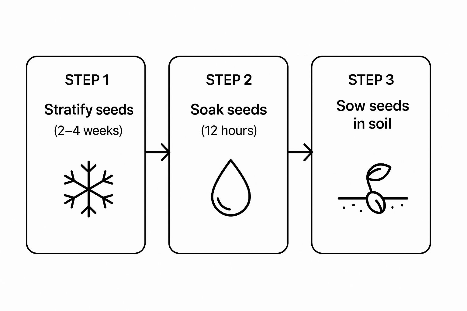How to Plant Strawberry Seeds: Fun for Kids