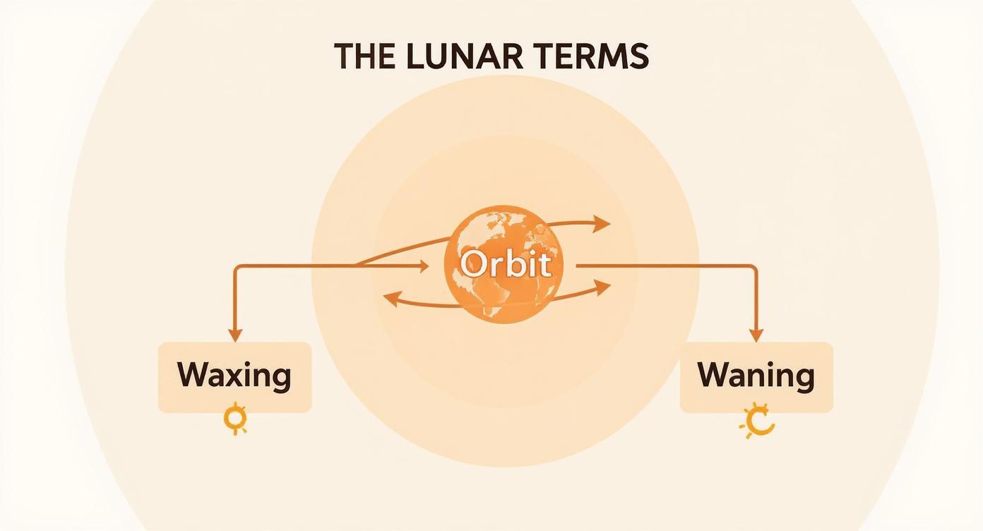 Infographic about moon phases for kids