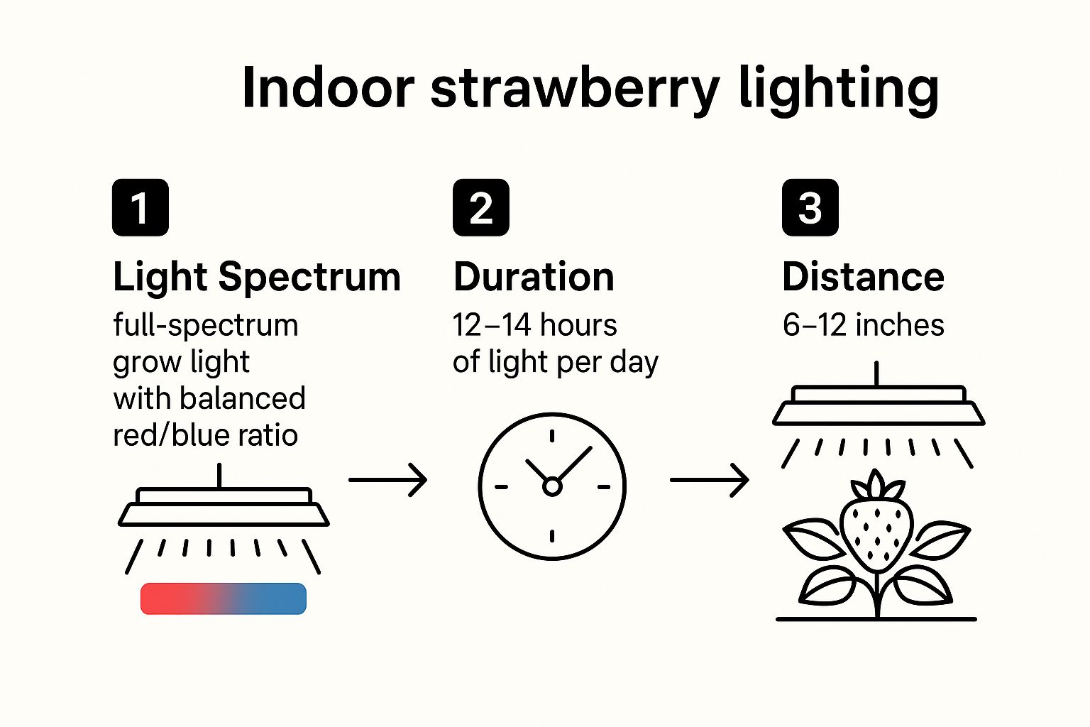 Infographic about can you grow strawberries inside