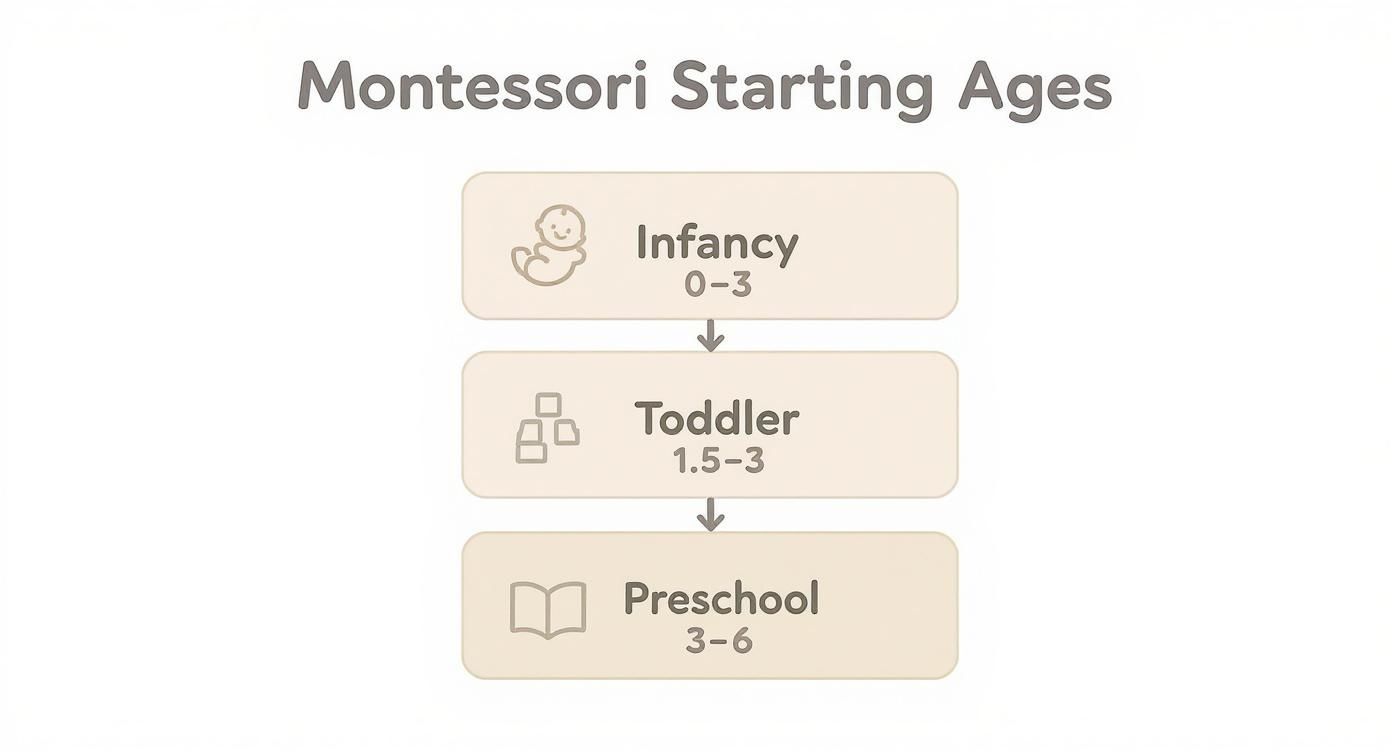 Flowchart showing Montessori starting ages: Infancy (0-3), Toddler (1.5-3), Preschool (3-6).