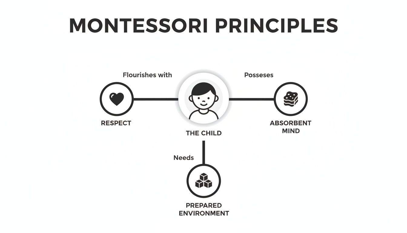 A diagram illustrating Montessori principles: the child flourishes with respect, possesses an absorbent mind, and needs a prepared environment.