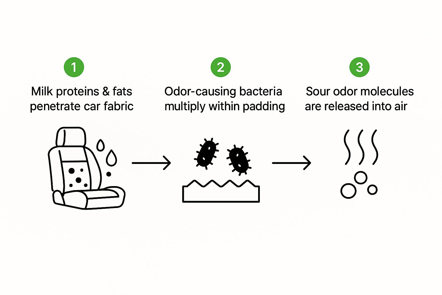 An infographic showing the process of how milk odor develops in a car.