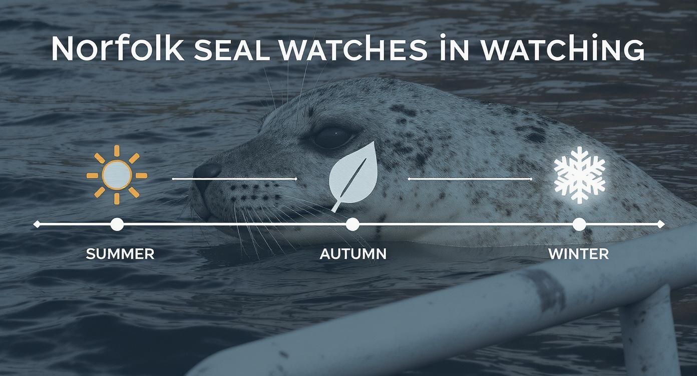 Infographic about seals in norfolk horsey