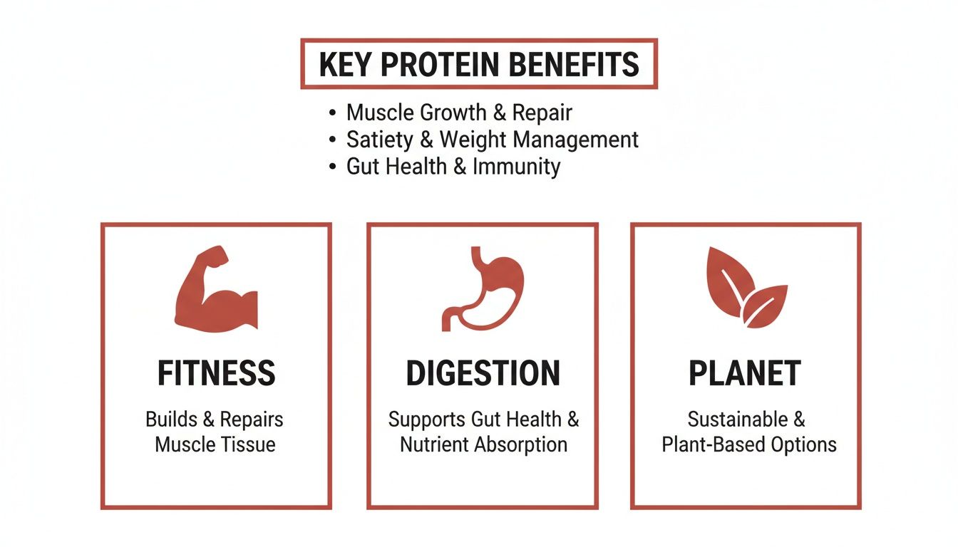 Visual summary of key protein benefits for fitness, digestion, and the planet, including muscle growth and repair, gut health, and sustainable plant-based options.