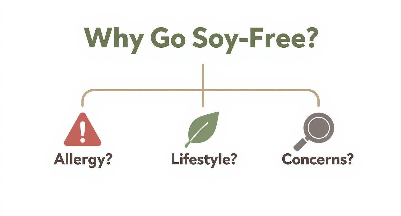 Infographic asking 'Why Go Soy-Free?' with options: Allergy?, Lifestyle?, Concerns? highlighted by icons.