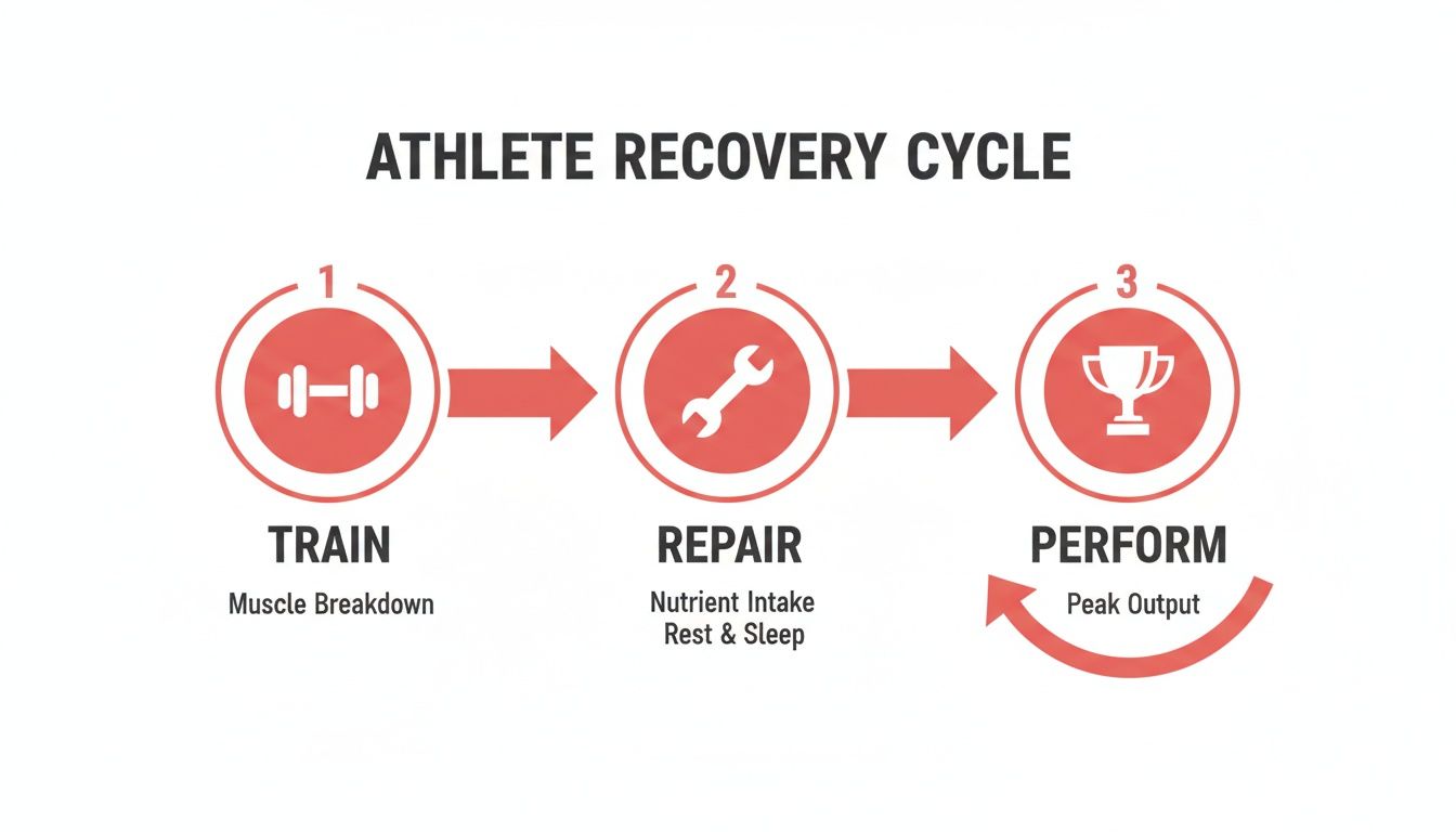 Athlete recovery cycle infographic showing train (muscle breakdown), repair (nutrient intake, rest, sleep), and perform (peak output) stages.