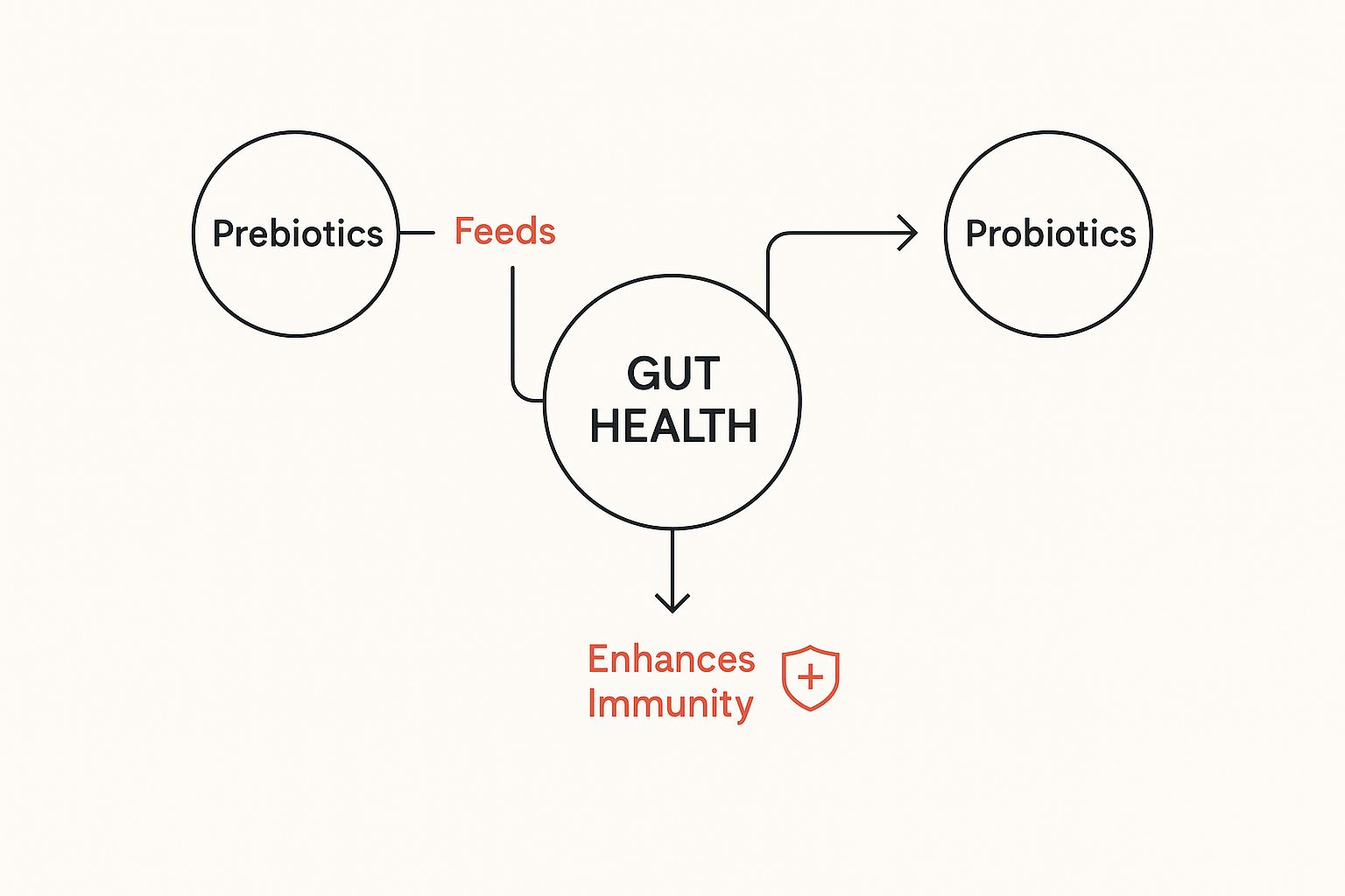 Infographic about what are prebiotics and probiotics