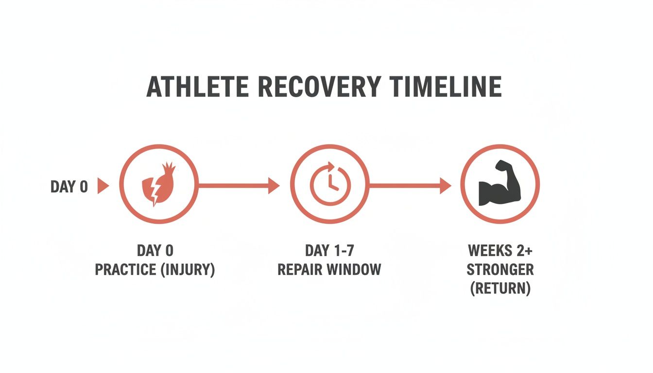 An athlete recovery timeline showing injury day, a 1-7 day repair window, and return stronger after 2+ weeks.