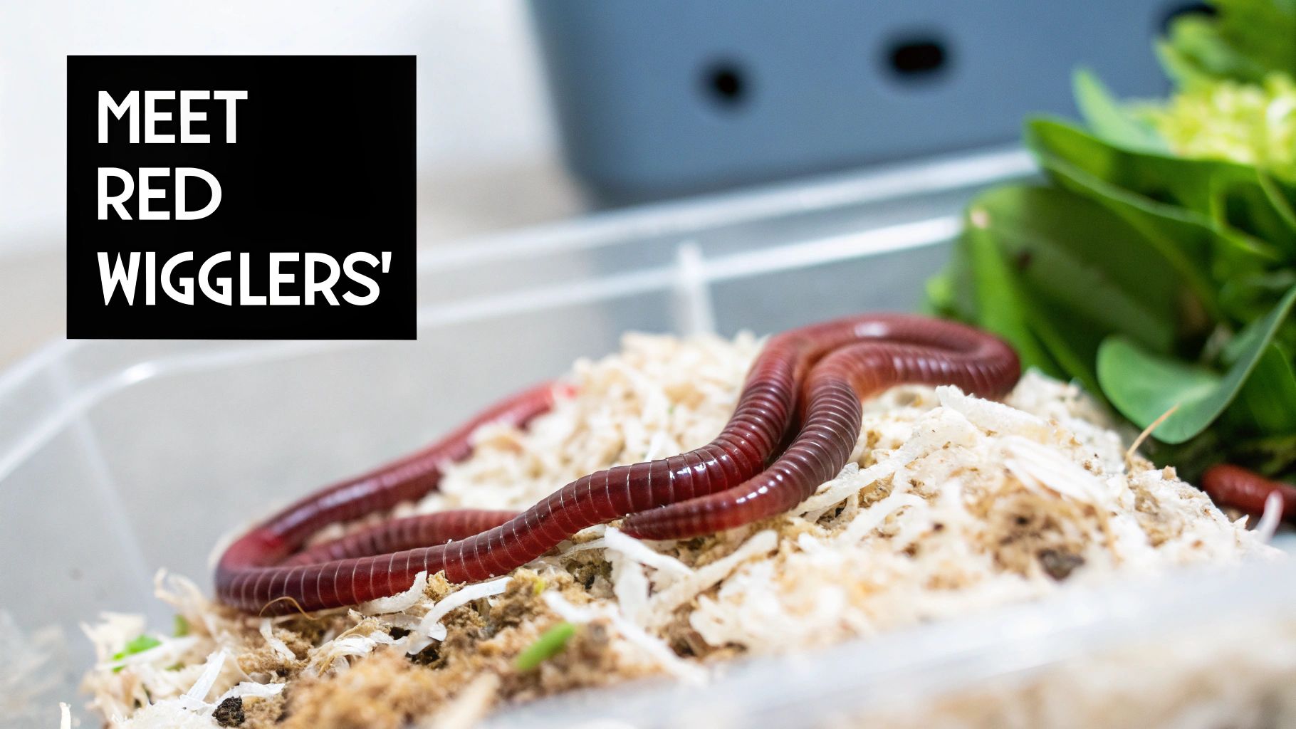 A close-up of Red Wiggler worms in a handful of dark, rich vermicompost.