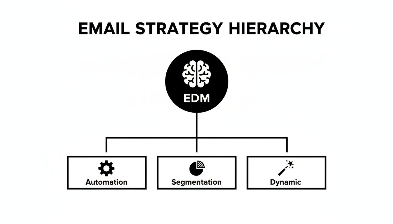 An email marketing strategy hierarchy showing EDM at the top, leading to automation, segmentation, and dynamic elements.