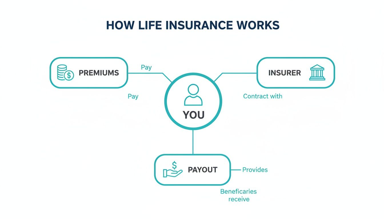 Diagram illustrating how life insurance works, showing roles of you, premiums, insurer, and payout.