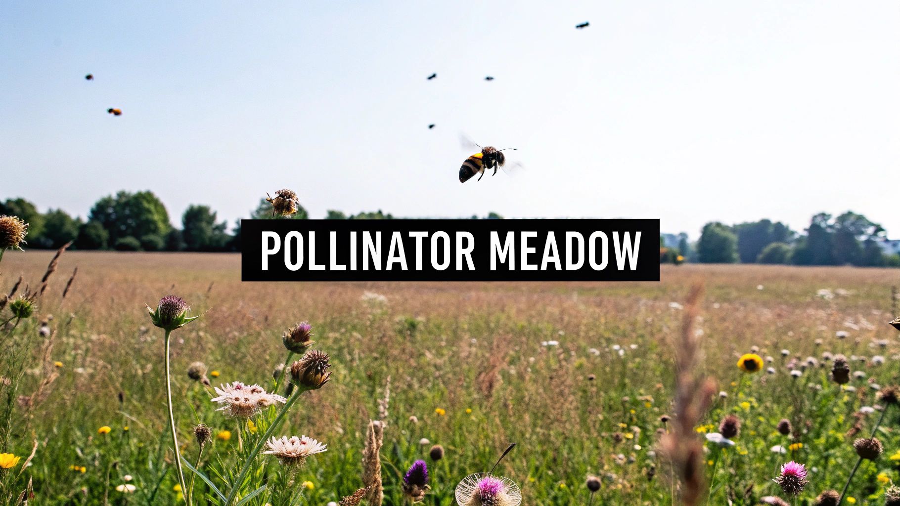 Pollinator-Friendly Wildflower Meadows