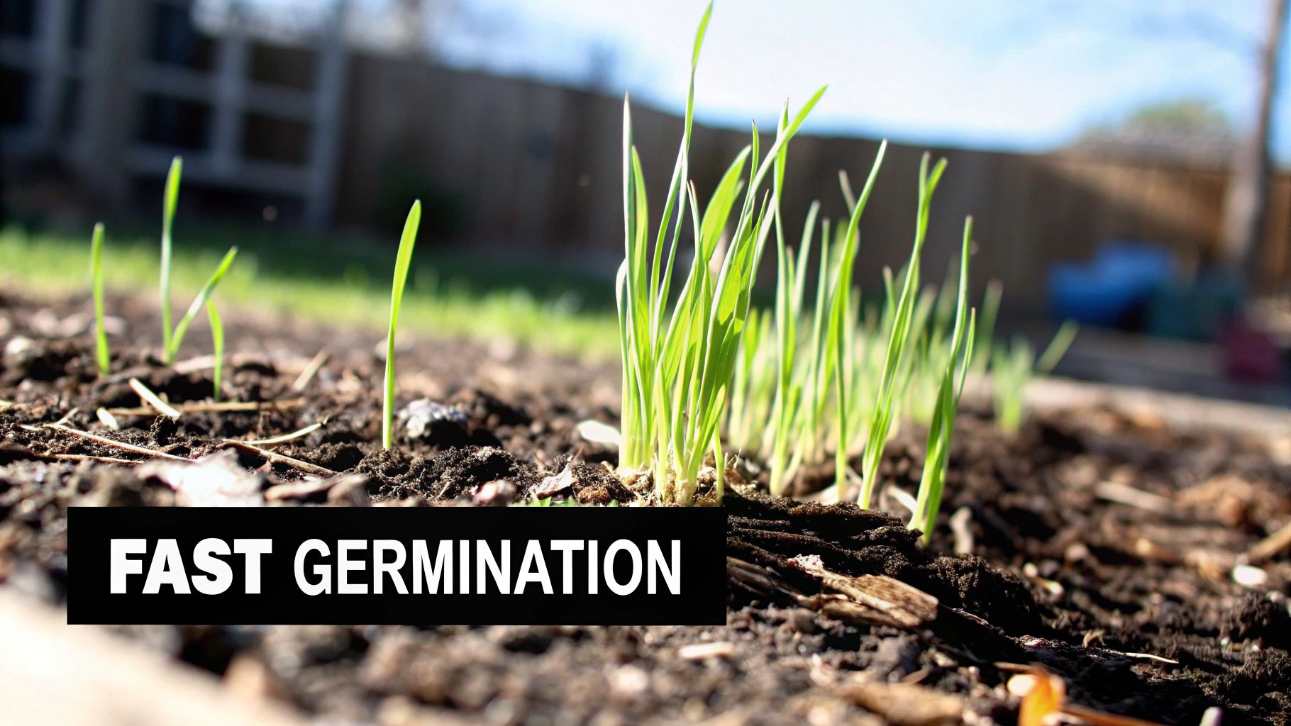 Close-up of vibrant young green grass sprouts emerging from dark soil under a bright sky.