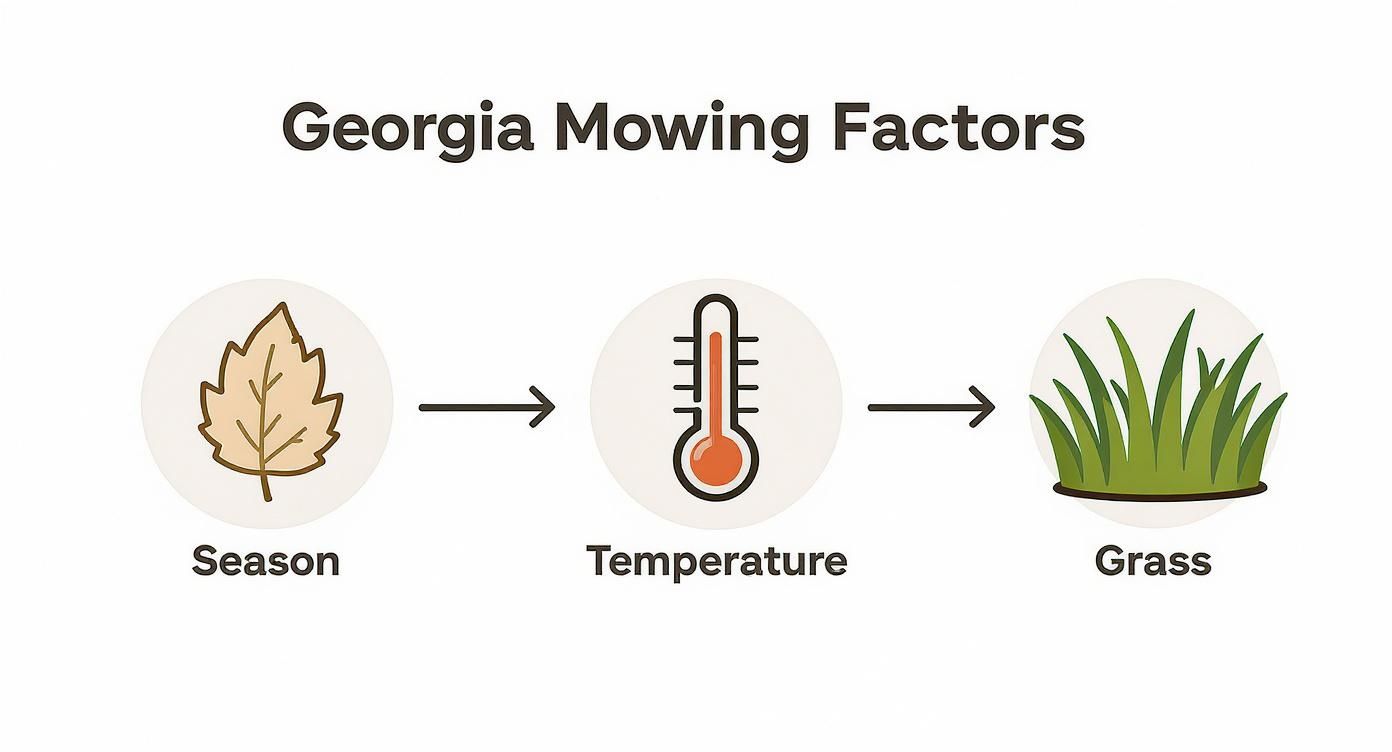 Infographic about how long after overseeding can i mow