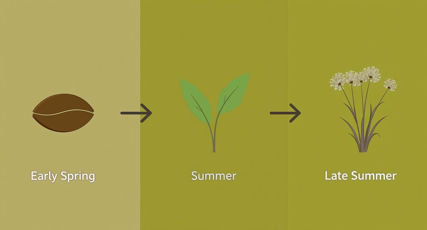 Infographic about getting rid of crabgrass