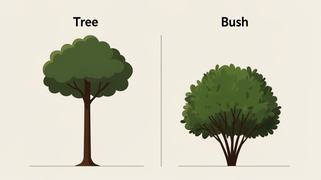 An illustration comparing a tree with a single trunk to a bush with multiple stems.