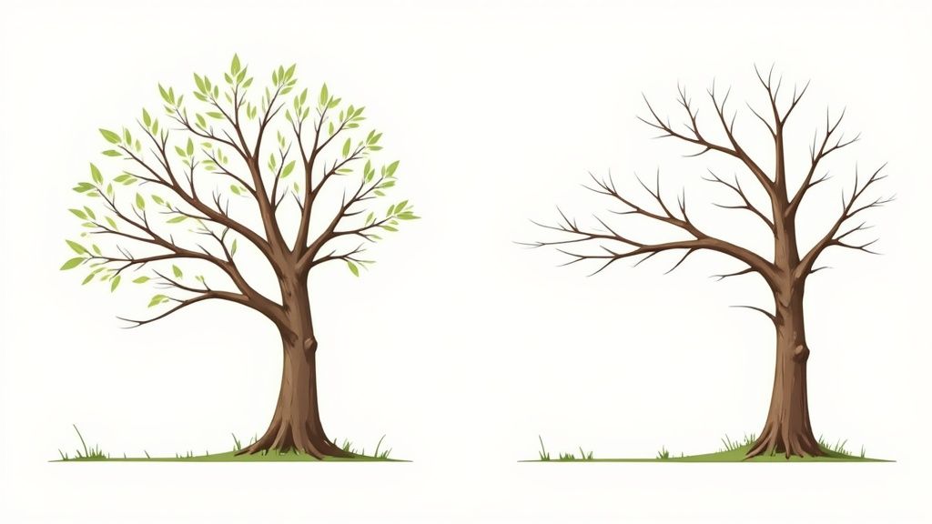Signals Cable Tree A Guide to Tree Cabling and Bracing Services