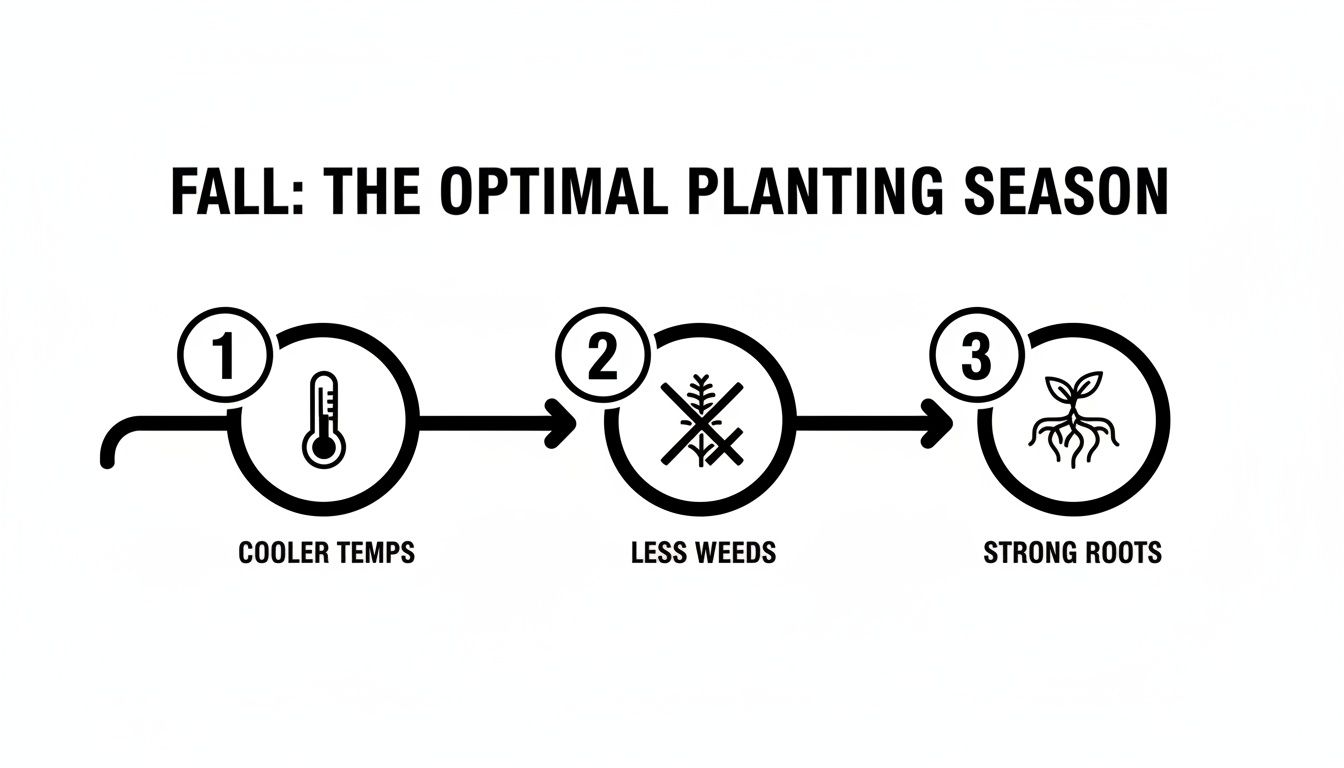 A diagram illustrating why fall is the optimal planting season, highlighting cooler temperatures, less weeds, and strong roots.