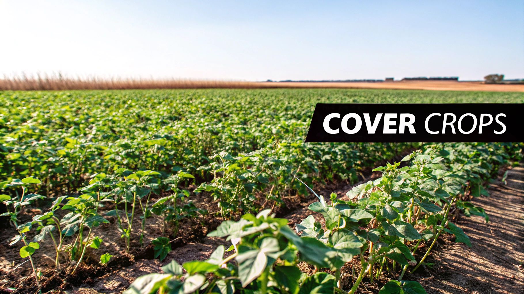 3. Cover Cropping and Green Manures