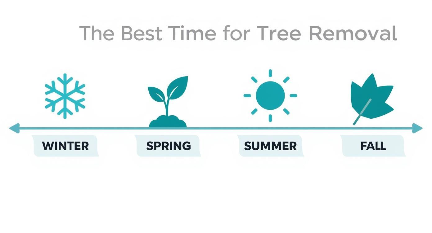 Infographic about best time for tree removal