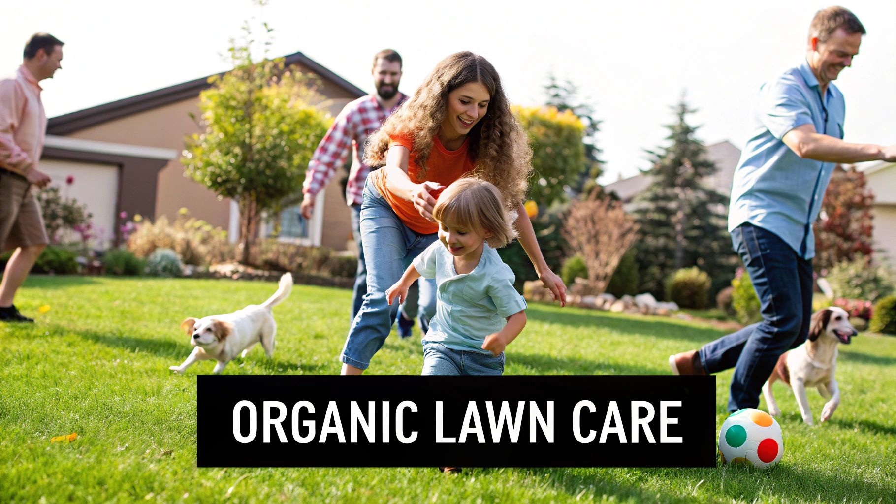 A vibrant, healthy organic lawn in a suburban neighborhood