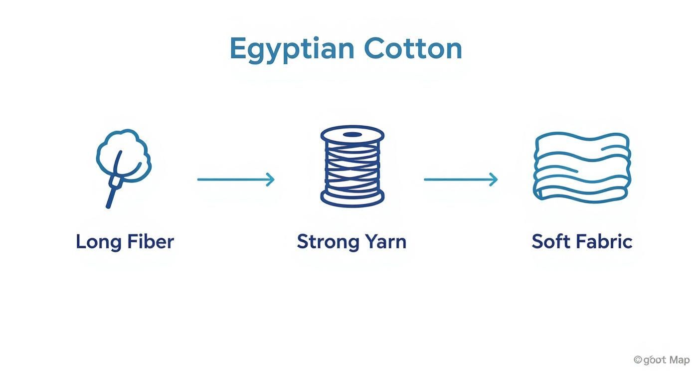 Egyptian cotton production process diagram showing transformation from long fiber to strong yarn to soft fabric
