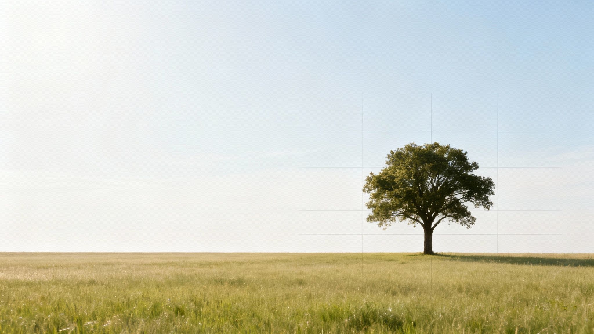 A solitary tree with a full green canopy stands in a vast grassy field under a clear sky, perfectly positioned on the left vertical third line.