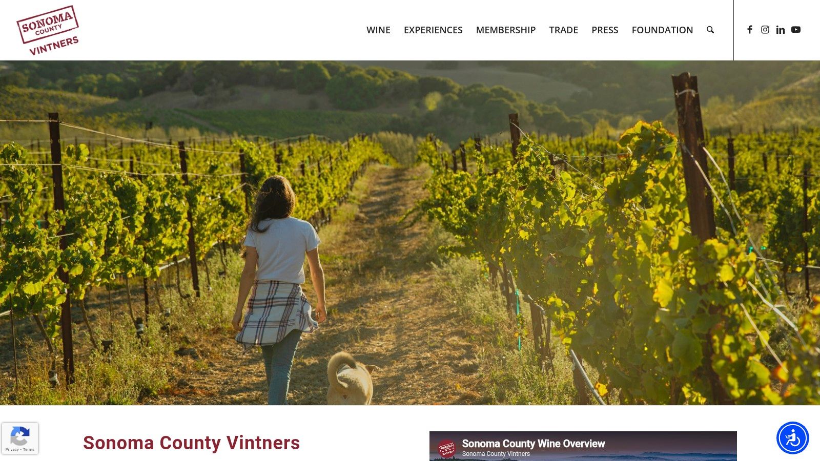 A lush green vineyard in Sonoma County under a clear blue sky, highlighting the region's terroir.