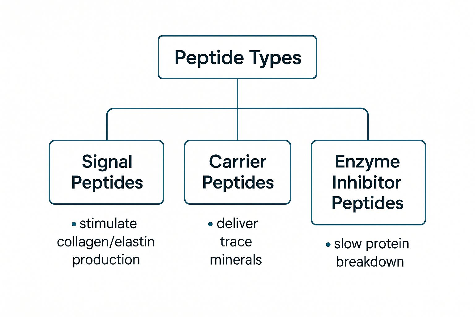Infographic about best peptides for anti aging