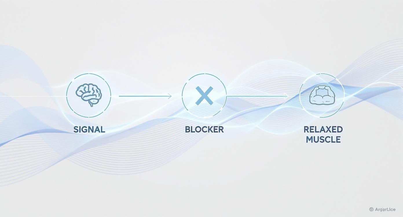 Infographic about matrixyl 3000 and argireline