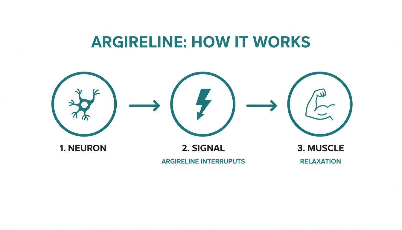 Diagram illustrating Argireline's mechanism: neuron sends a signal, Argireline interrupts it, leading to muscle relaxation.