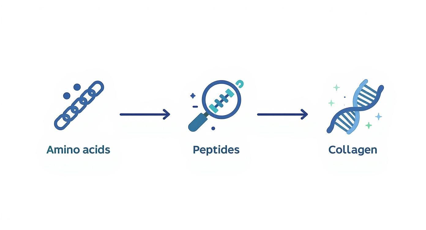Infographic about peptides for skin benefits