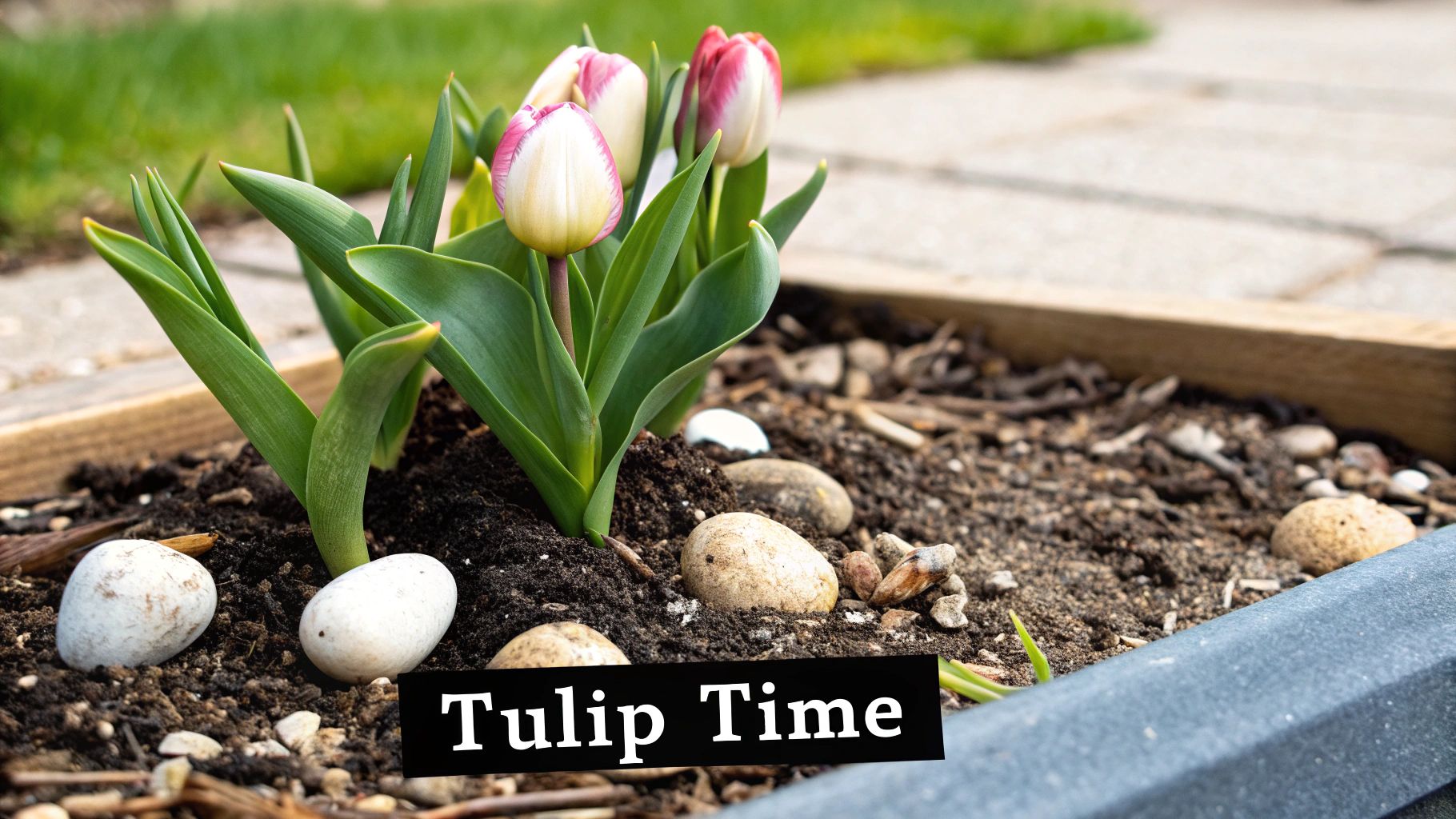 Tulip Bulbs