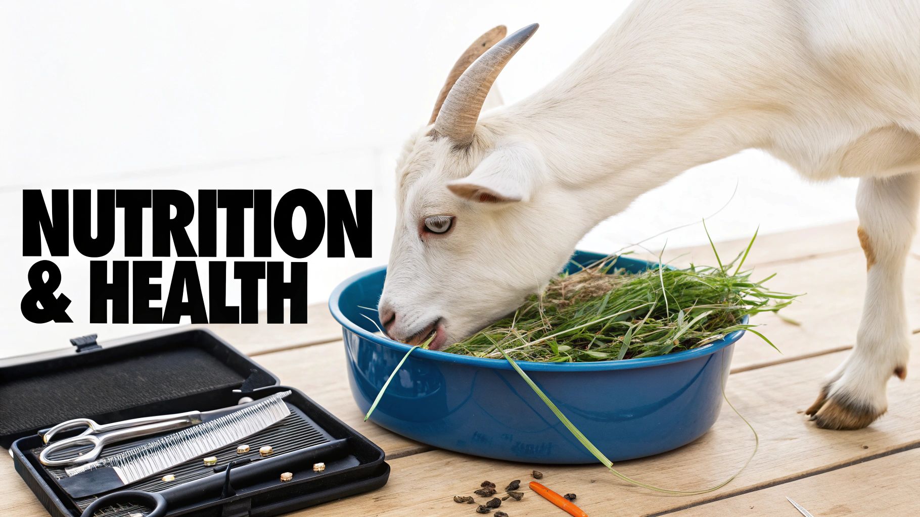 A healthy dairy goat chewing hay in a clean, well-lit barn. A healthy dairy goat chewing hay in a clean, well-lit barn.