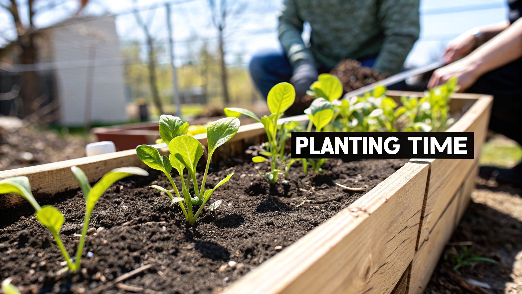 A person planting small vegetable seedlings in a newly filled raised garden bed. A person planting small vegetable seedlings in a newly filled raised garden bed.