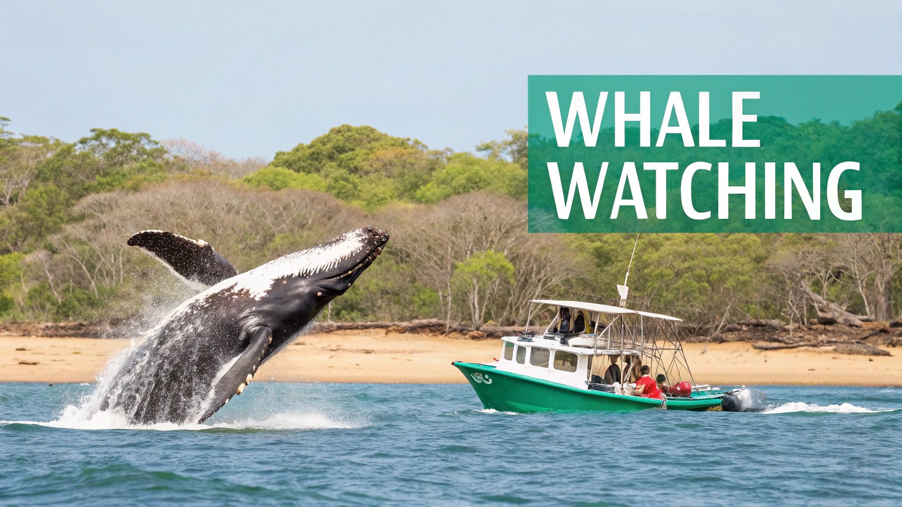 Una majestuosa ballena jorobada emerge del agua junto a un pequeño barco de observación de ballenas.