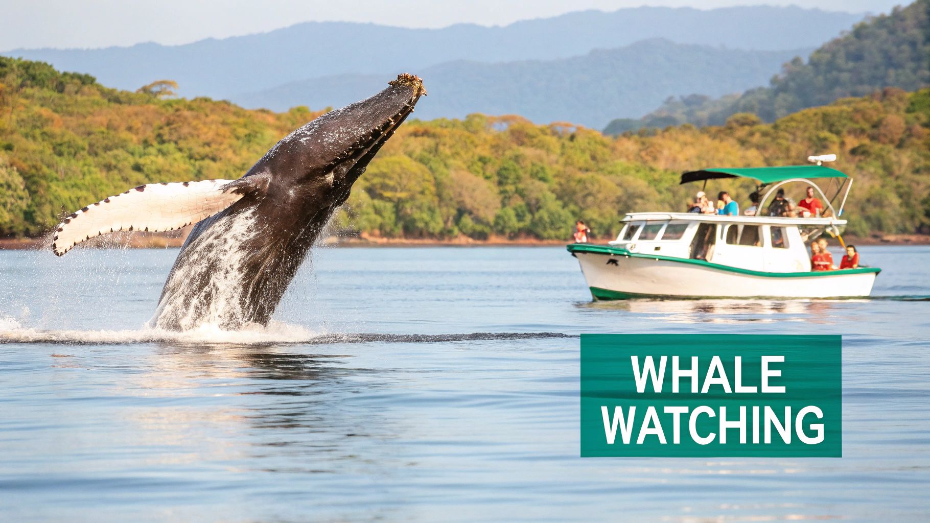 Avistamiento de ballenas en la bahía de Samaná