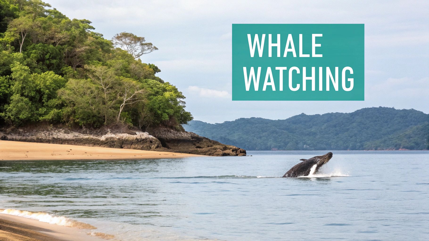 Une baleine majestueuse jaillit de l'océan près d'une plage tropicale et d'un littoral verdoyant et boisé.