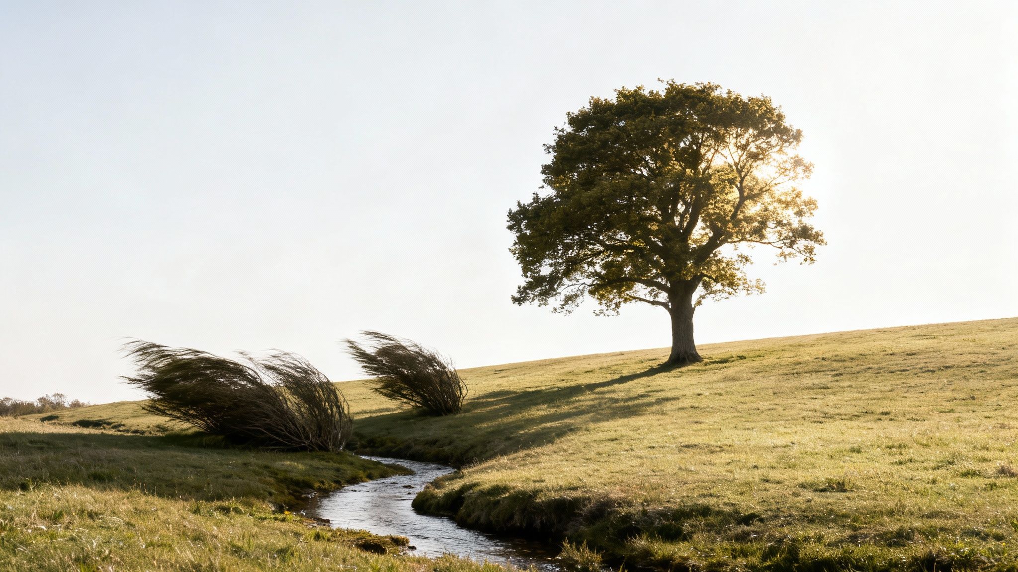 A scenic landscape featuring a solitary tree on a sunny hill, a winding stream, and windblown bushes.