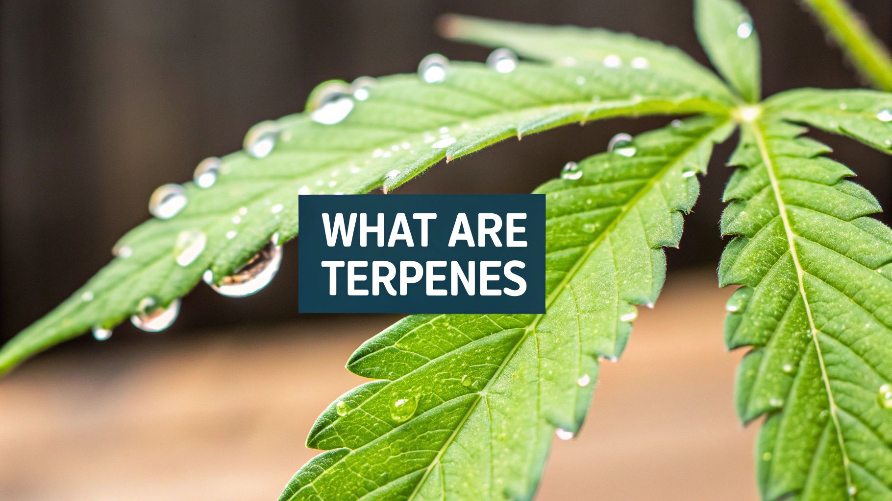 Cannabis Terpenes