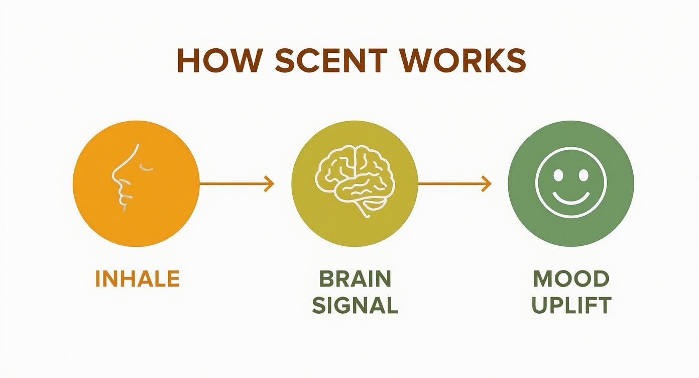 Diagram illustrating how scent works: inhale leads to a brain signal, resulting in mood uplift.