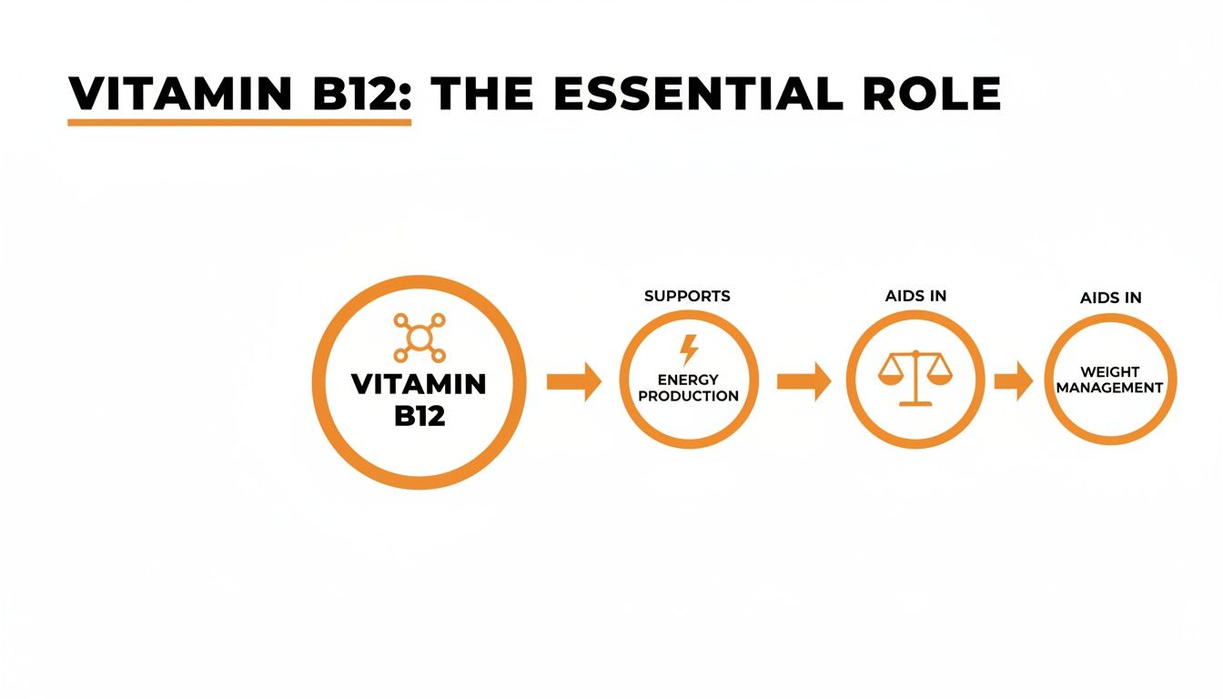 Flowchart illustrating Vitamin B12's essential role in energy production, metabolic balance, and weight management.