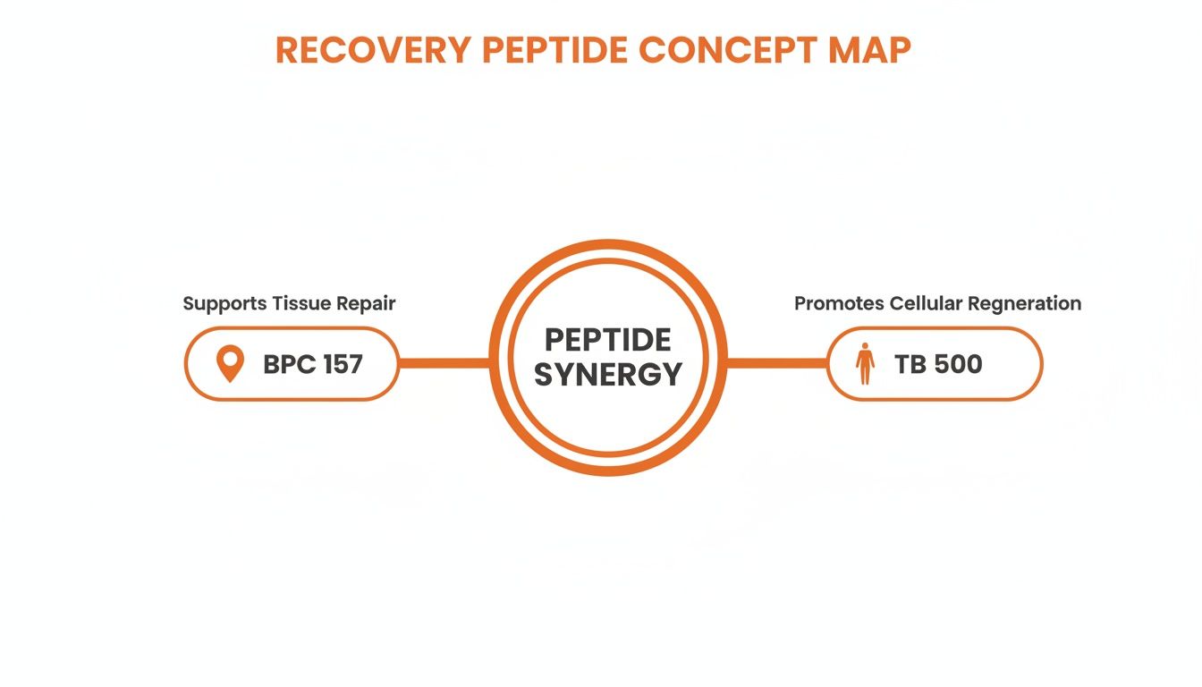 Concept map showing peptide synergy for recovery, with BPC 157 supporting tissue repair and TB 500 promoting cellular regeneration.